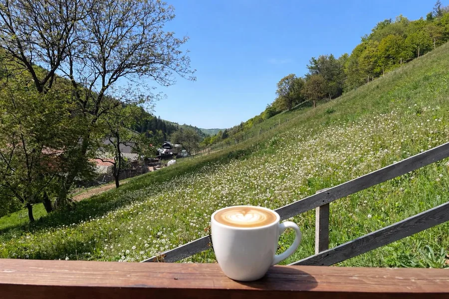 Meadow full of dandelions with a view of Holbav village